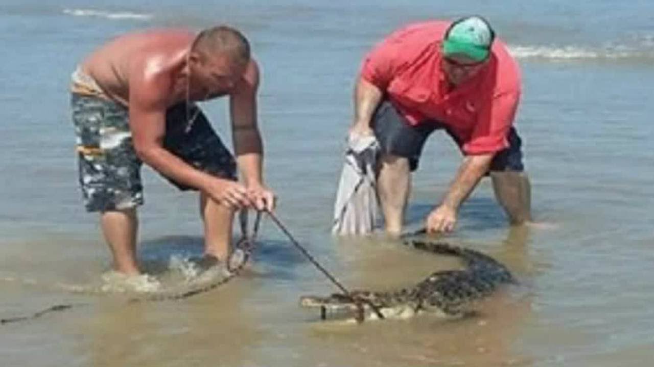 Alligator spotted on Surfside Beach