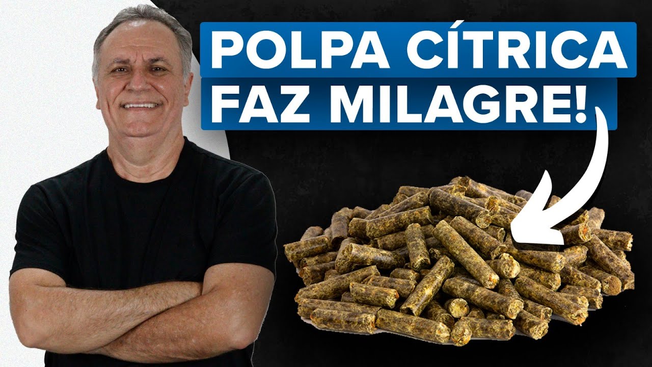 Polpa cítrica como base da suplementação de bovinos