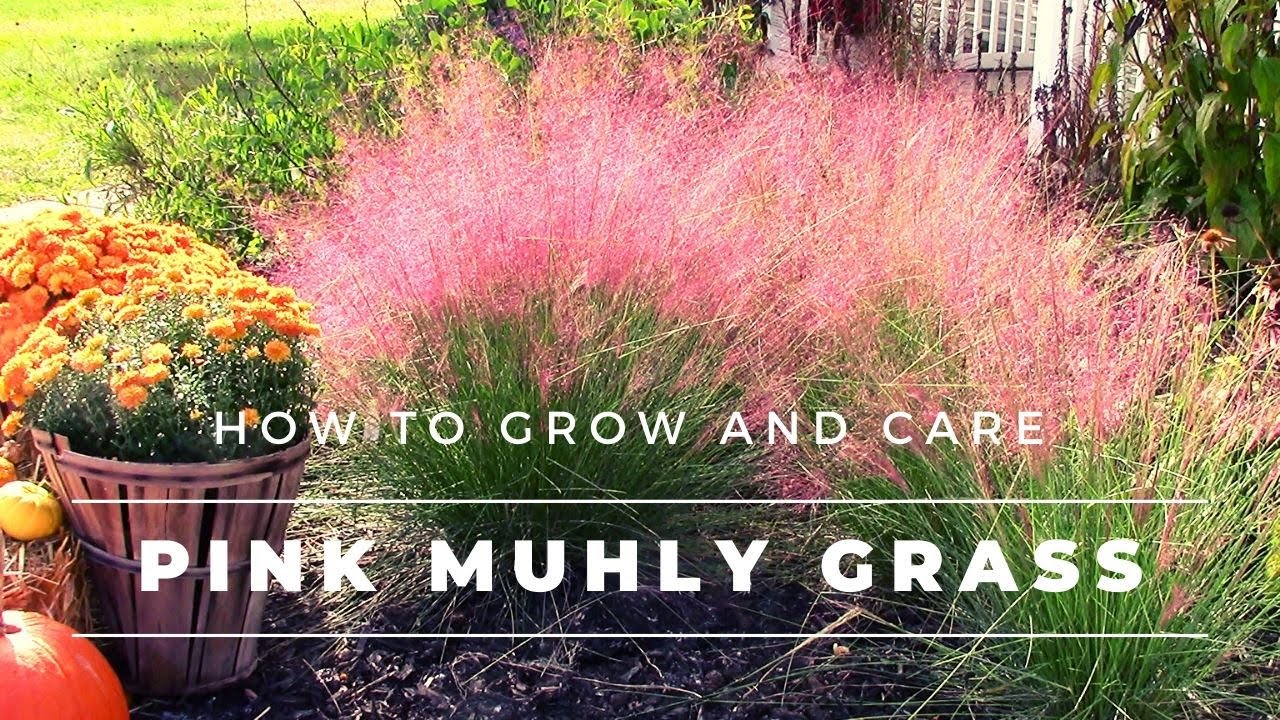 R&oacute;żowa trawa Muhlenbergia capillaris &ndash; jak uprawiać i pielęgnować Muhlenbergia capillaris / Gulf ...