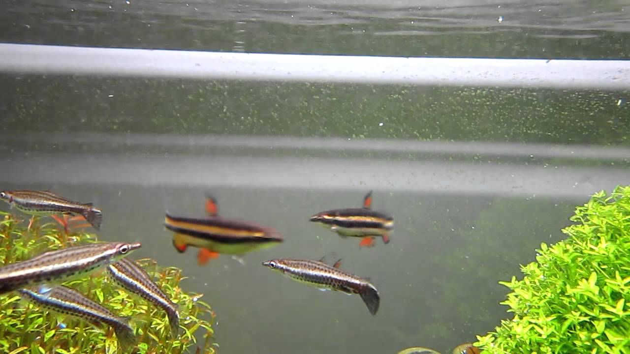 Machos nannostomus marginatus