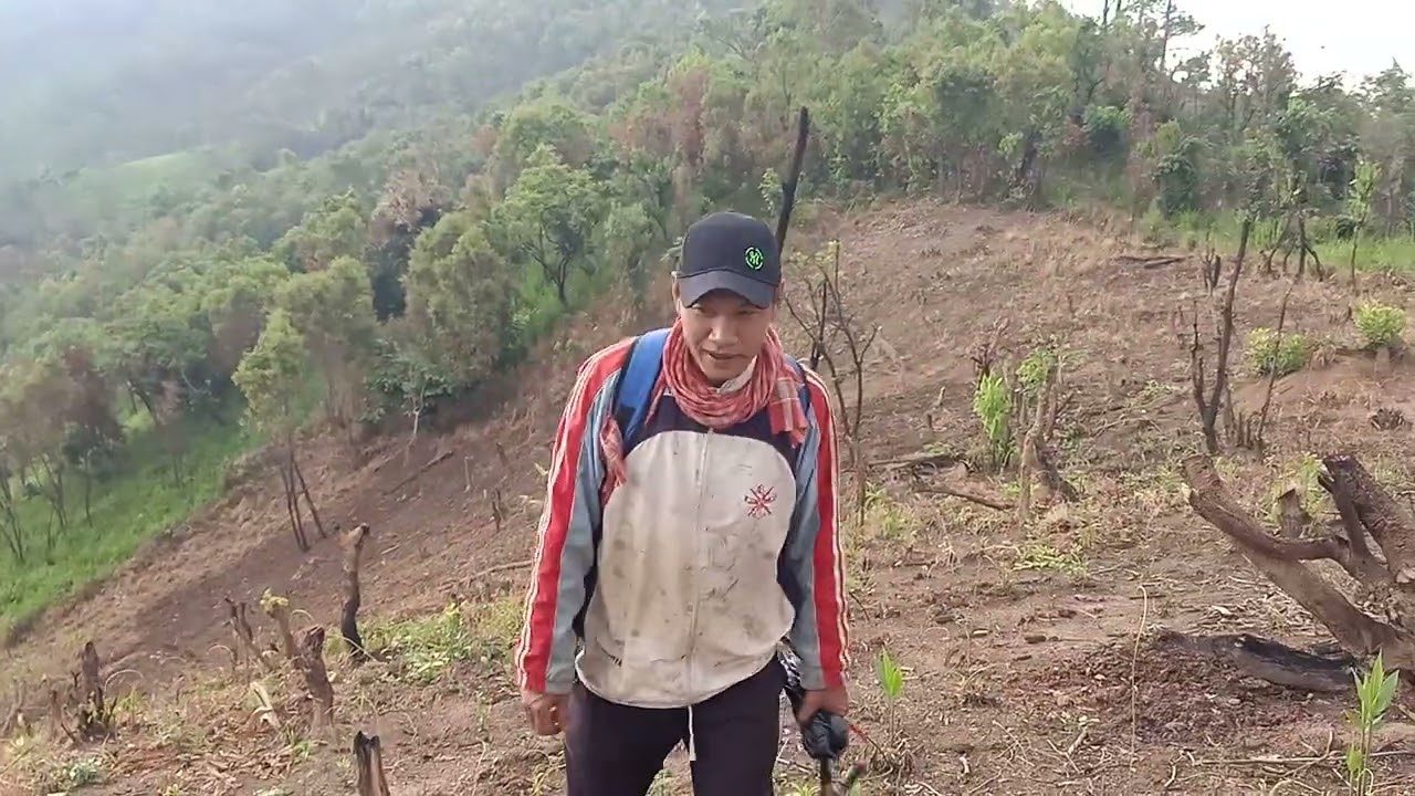 Jhum shifting cultivation 
