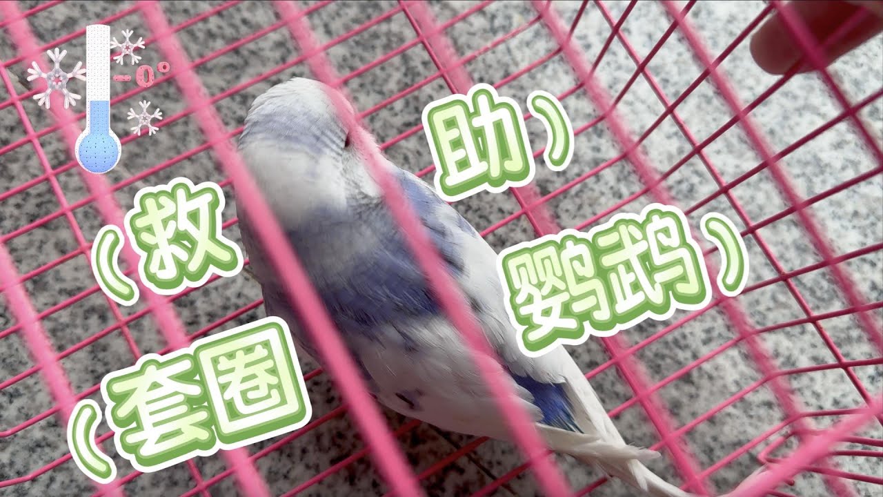 雨雪天，我們救助了一隻套圈鸚鵡
