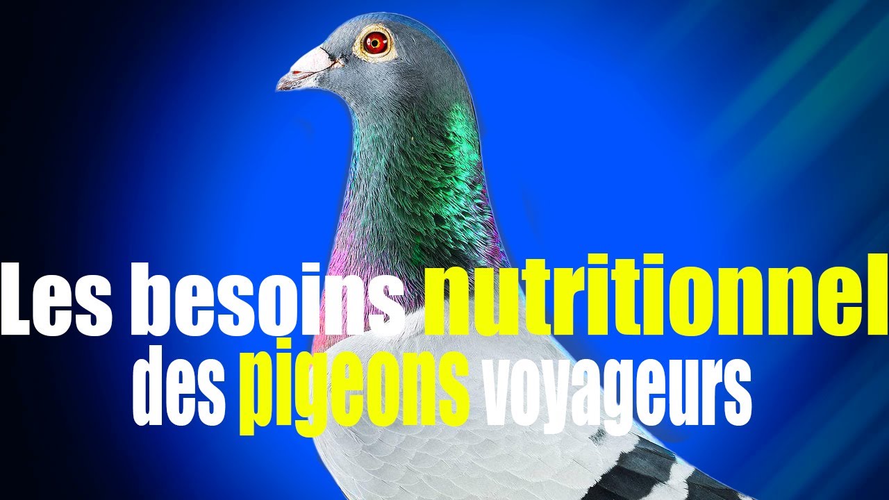 ✨ LES BESOINS NUTRITIONNELS ESSENTIELS DES PIGEONS VOYAGEURS 🐦💨 | ALIMENTATION & PERFORMANCE 🚀 ✨