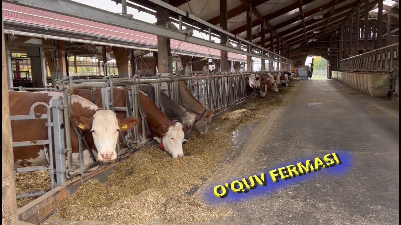 Germaniya o'quv fermasi. Germaniyaga safar! 2-qism.