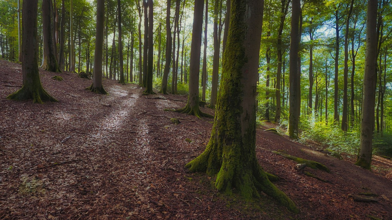 🌳 4K - Relaxing Nature Sounds For Stress Relief, Forest Sounds, Bird Song, No AI