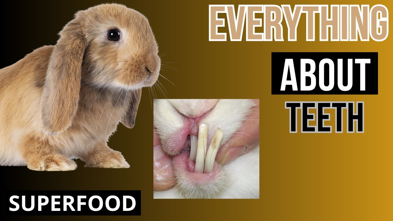 Expert Tips on Rabbit Teeth: Anatomy, Function, and Care