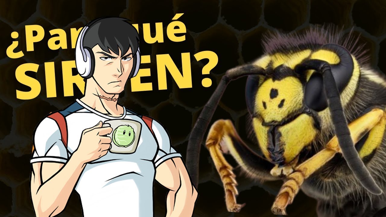 BEELCE reacciona a 