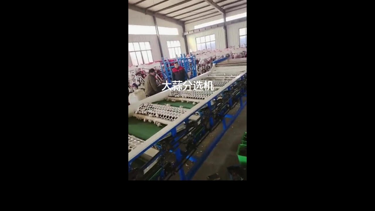 Garlic Size Grading Machine-How to Grade Garlic to Different Size