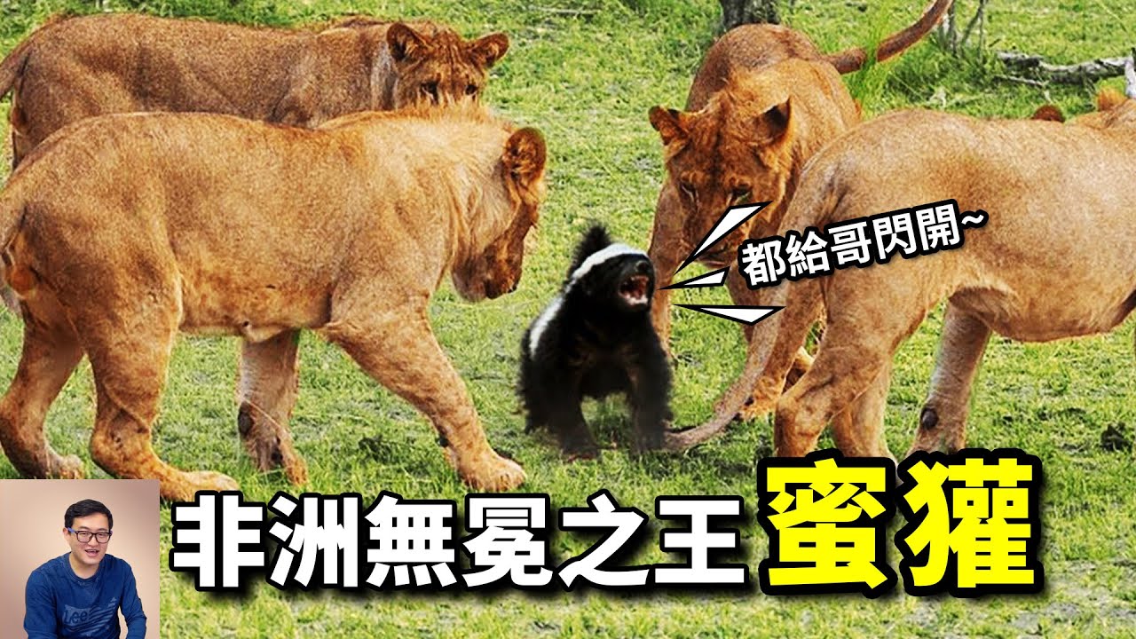蜜獾：生死看淡，不服就幹！大吼嚇退獅群，把眼鏡蛇當辣條吃，非洲無冕之王——平頭哥【老肉雜談】#動物 #野生動物 #非洲 #蜜獾 #honeybager