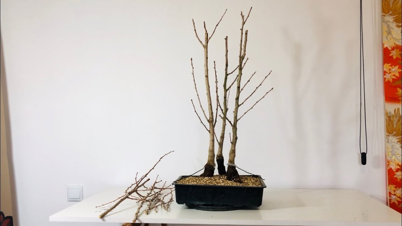 Formación Bosque de Ginkgos. Bonsai.