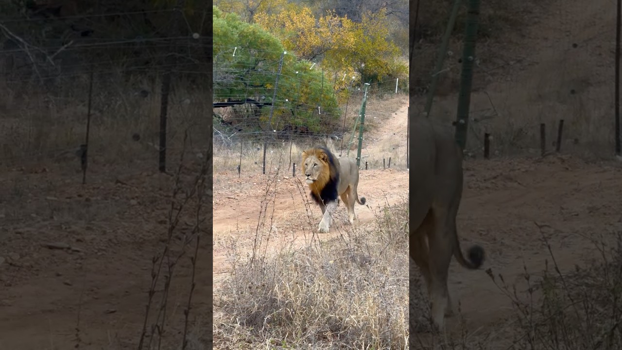 Se correr o bicho pega, se ficar o bicho come! #shorts #safari #le&atilde;o #southafrica #africa #animals