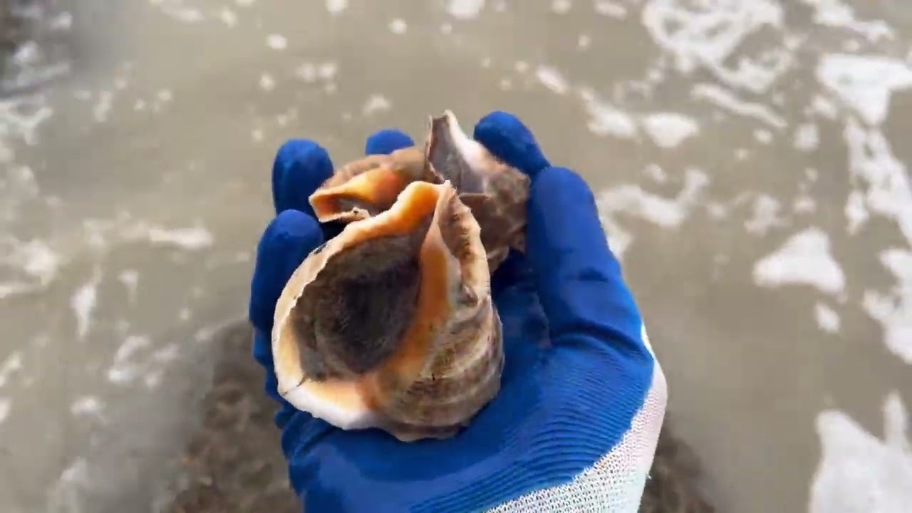 #户外赶海抓海鲜 #赶海 开始没落潮，比较小，后面才出大货。今天潮水不给力。才一小桶。后面几天潮水收获应该更多。