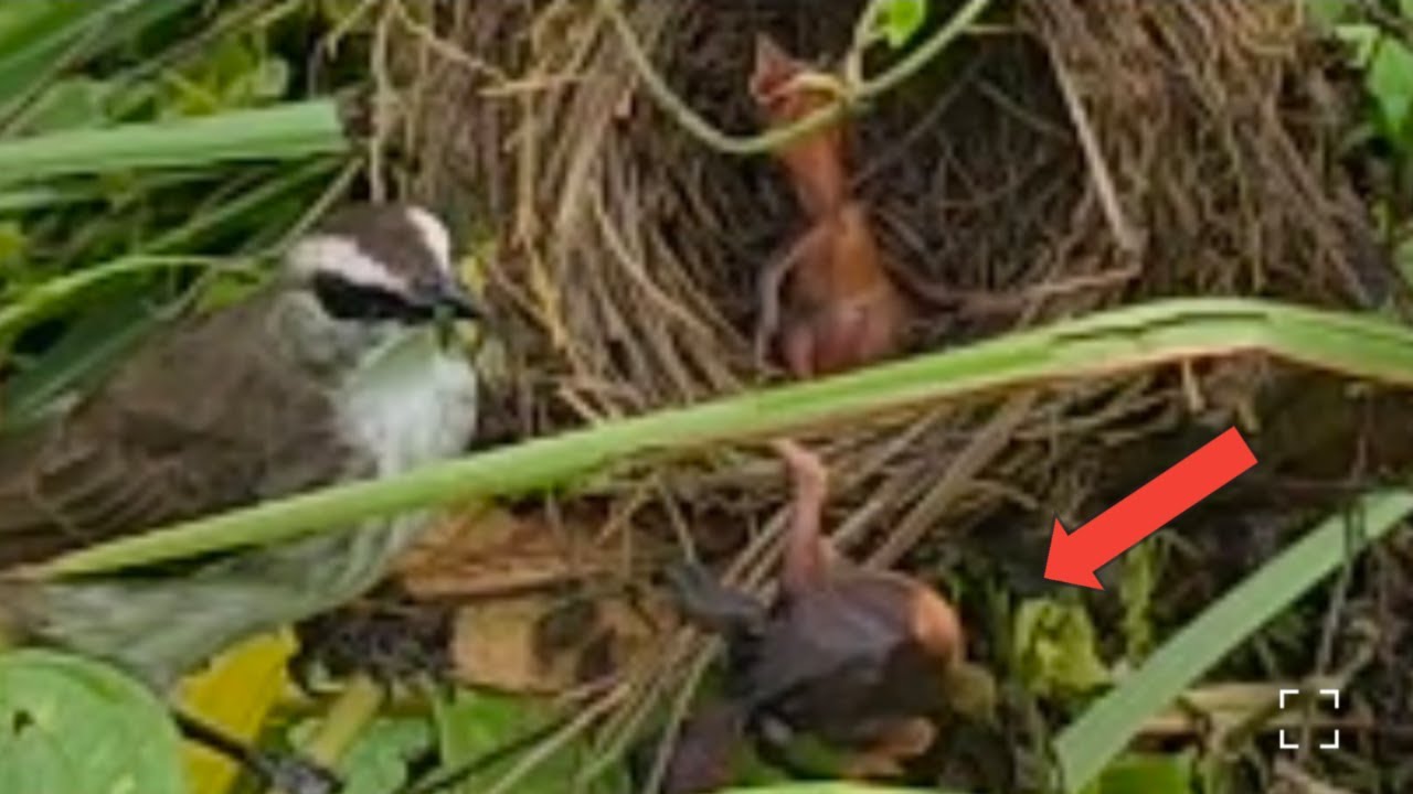 baby bird almost died falling from the nest