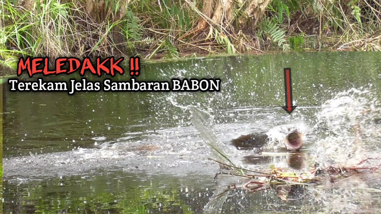 GILA !!! SAMBARAN BABON TEREKAM SANGAT JELAS SAAT CASTING IKAN GABUS DI RAWA TUA #228