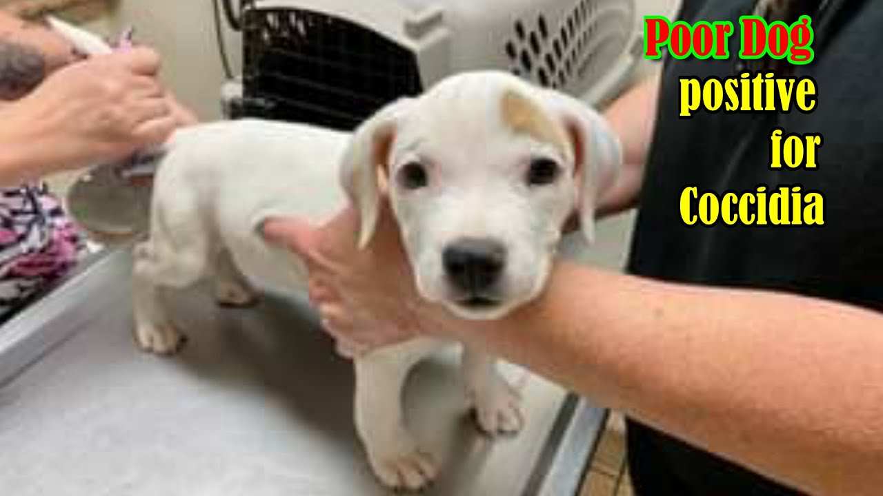 The poor dog who tested positive for Coccidia, then caught kennel cough