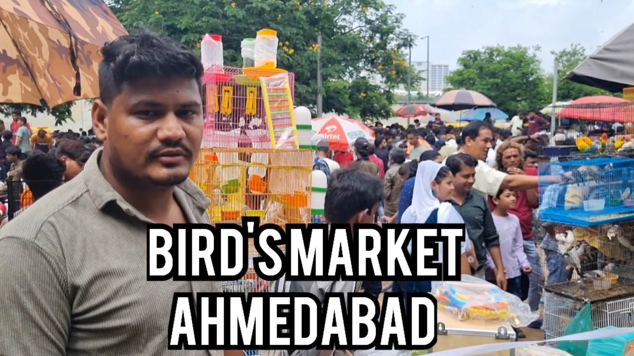 SUNDAY BIRD'S MARKET AHMEDABAD || 8 September 2024