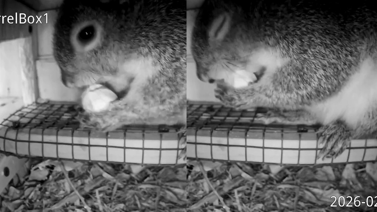 Squirrel Struggles to Crack and Enjoy Her First Hickory Nut