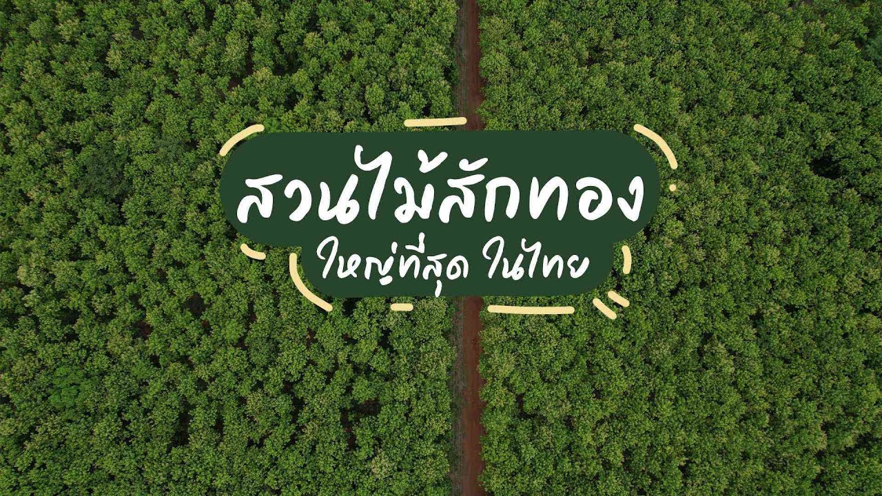 [Sold ขายแล้ว]ที่ดิน สวนสัก เพชรบูรณ์ 1x00  ไร่ // ขายยกแปลง Carbon Credit สวนสัก ลงทุน