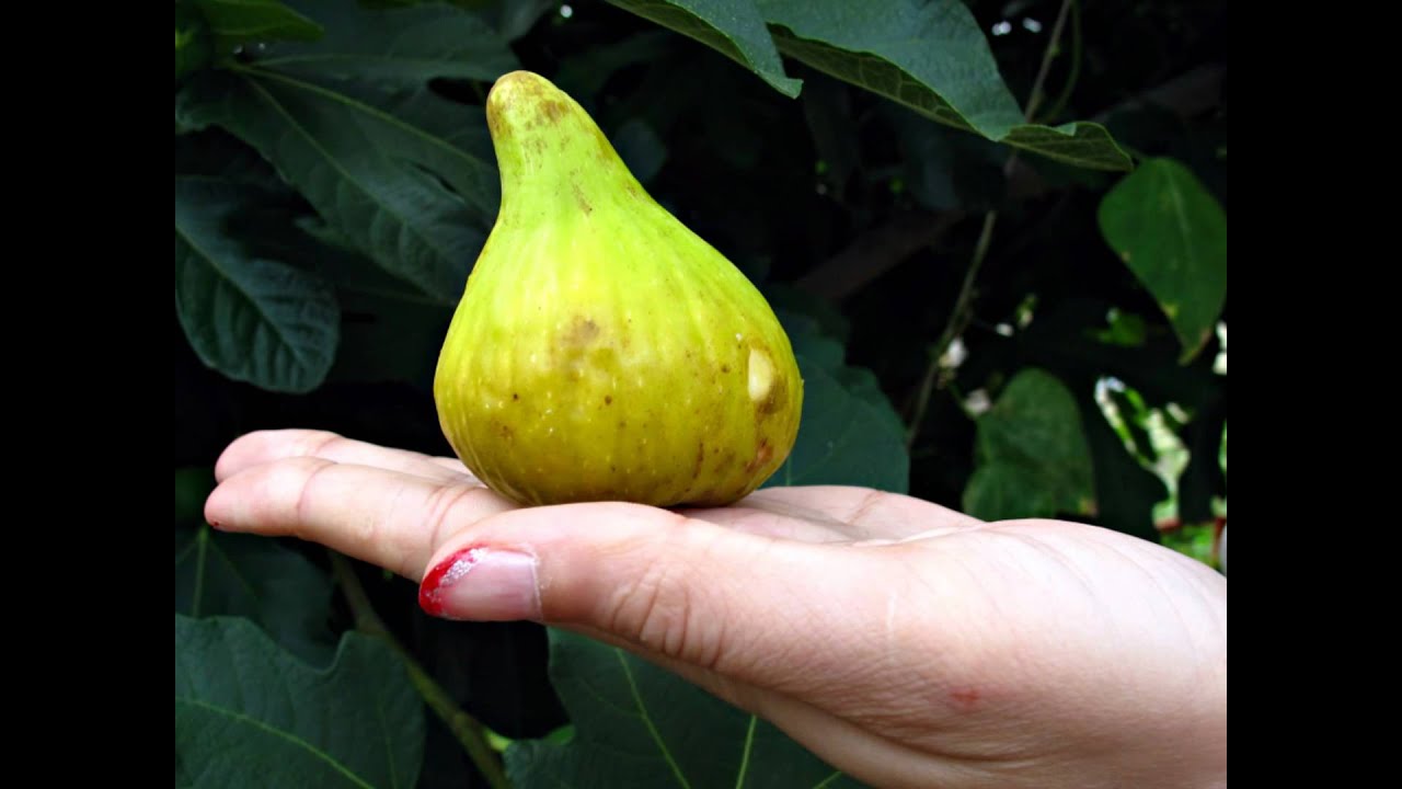 Trees of Joy, a few fig varieties
