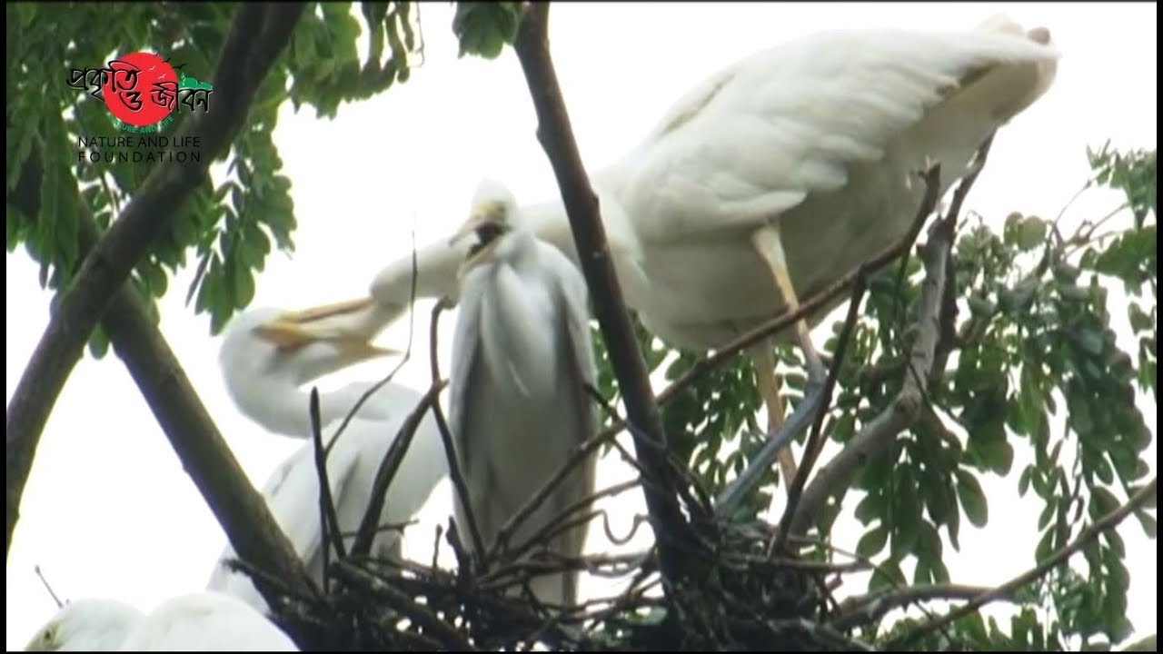 Egrets of Bangladesh