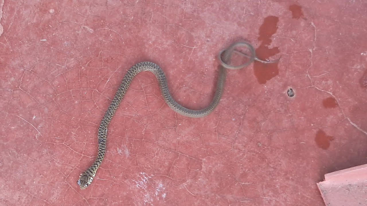 COBRA JARACUÇU NO QUINTAL 