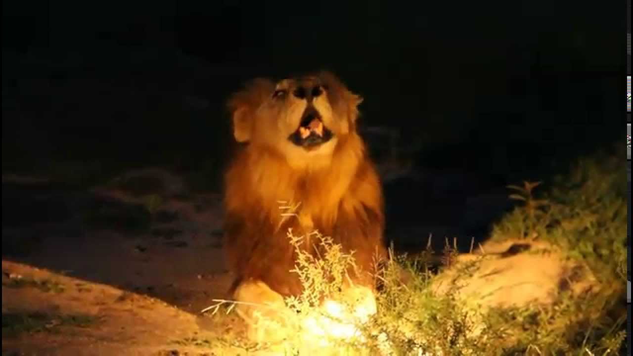 Mapogo coalition of male lions roaring
