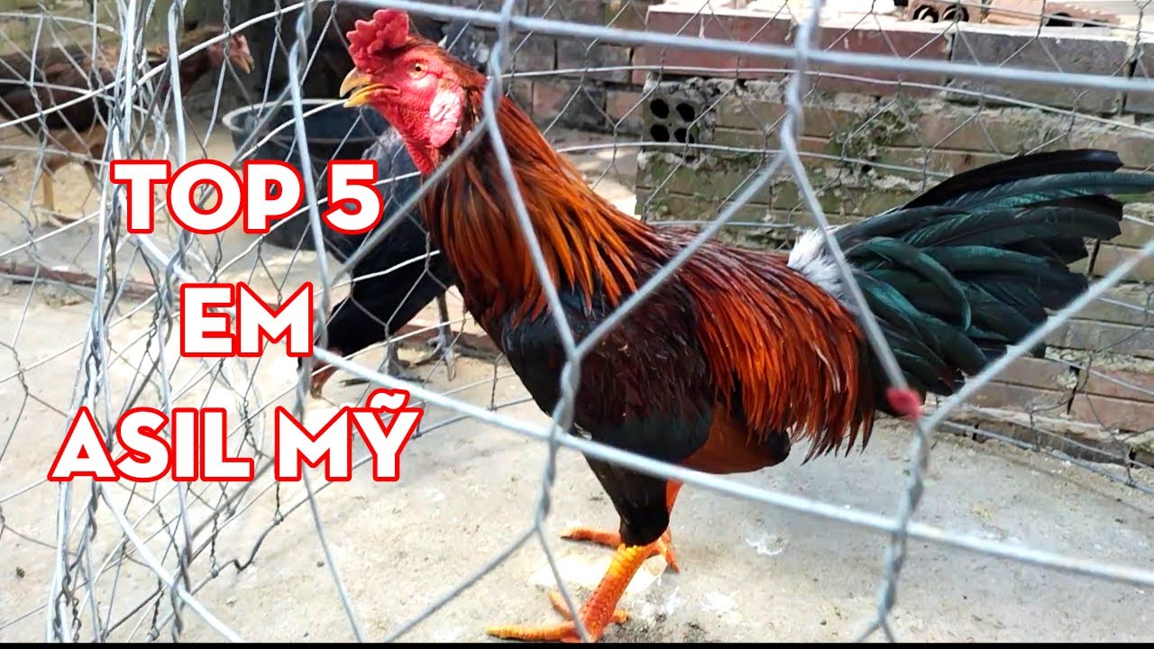 12/3/2024 Top 5 Em Asil Mỹ Đồng (2,7củ) | Trại gà Nguyễn Tài Long Xuyên #13