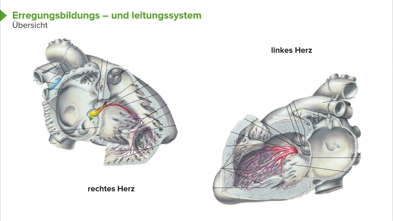 Physiologie I Herzphysiologie: Erregungsbildungs- und Leitungssystem I Srdjan Maksimovic