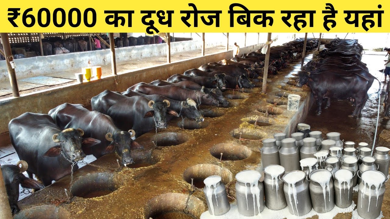 25 साल से चला रहे हैं Dairy Farm | Buffalo Farming | Dairy Farm Business Plan