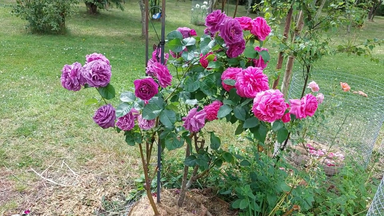 For the Love of Roses 