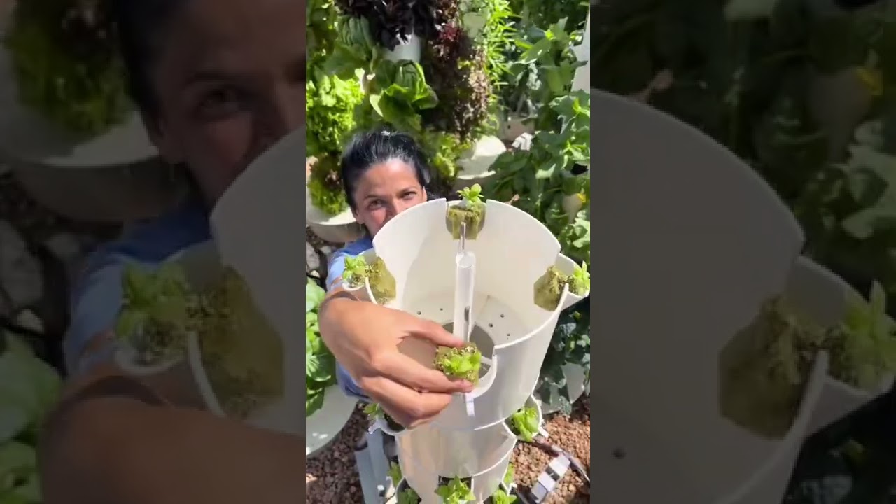 Vertical farming with 🌿basil&nbsp;#towergarden&nbsp;#basil&nbsp;#aeroponics&nbsp;#verticalfarming&nbsp;#gardening&nbsp;#farming
