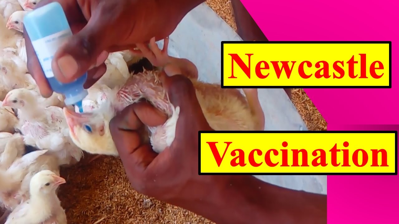 Newcastle Disease Vaccination In Poultry | Eye Drop Method | Chicken Vaccination Program- Episode 16