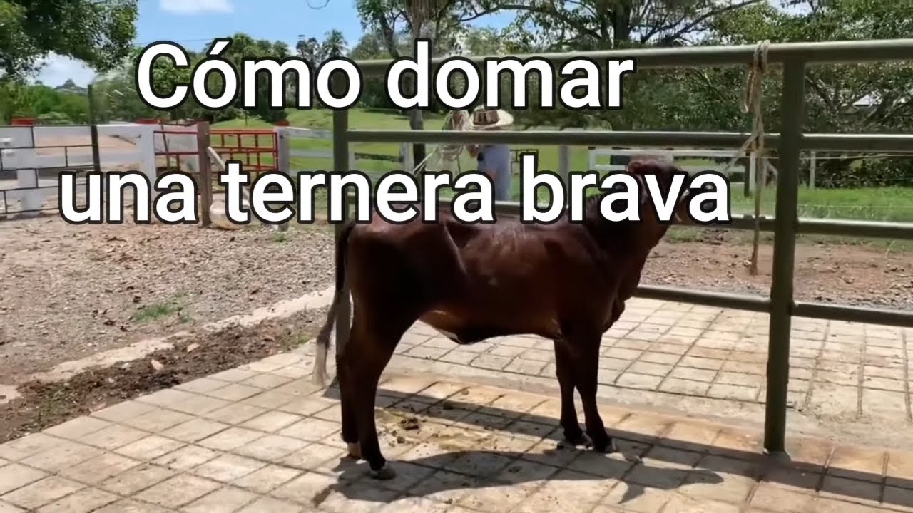 Cómo domar una ternera brava -El Salvador en el Campo