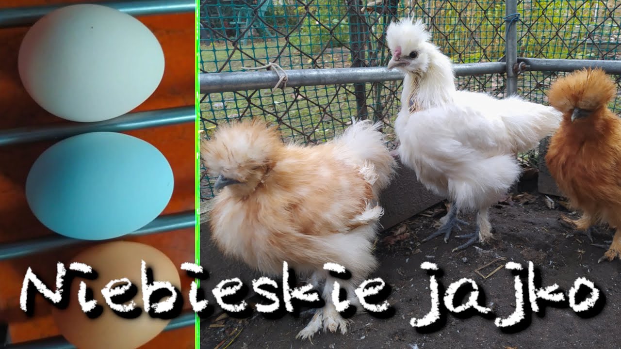 Vlog, Niebieskie jajka od Greenshell