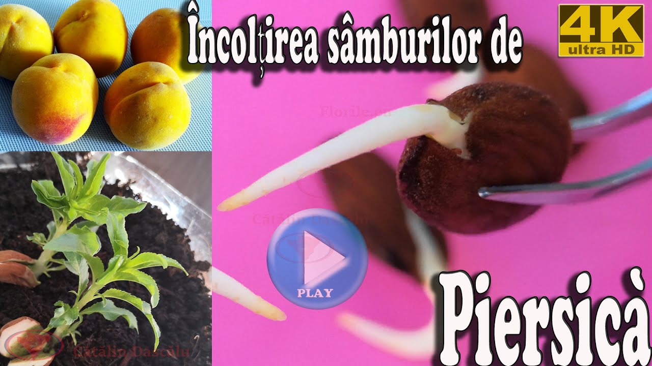 Germinarea semințelor / sâmburilor de piersică -  Forțarea germinării cu șervețele umezite