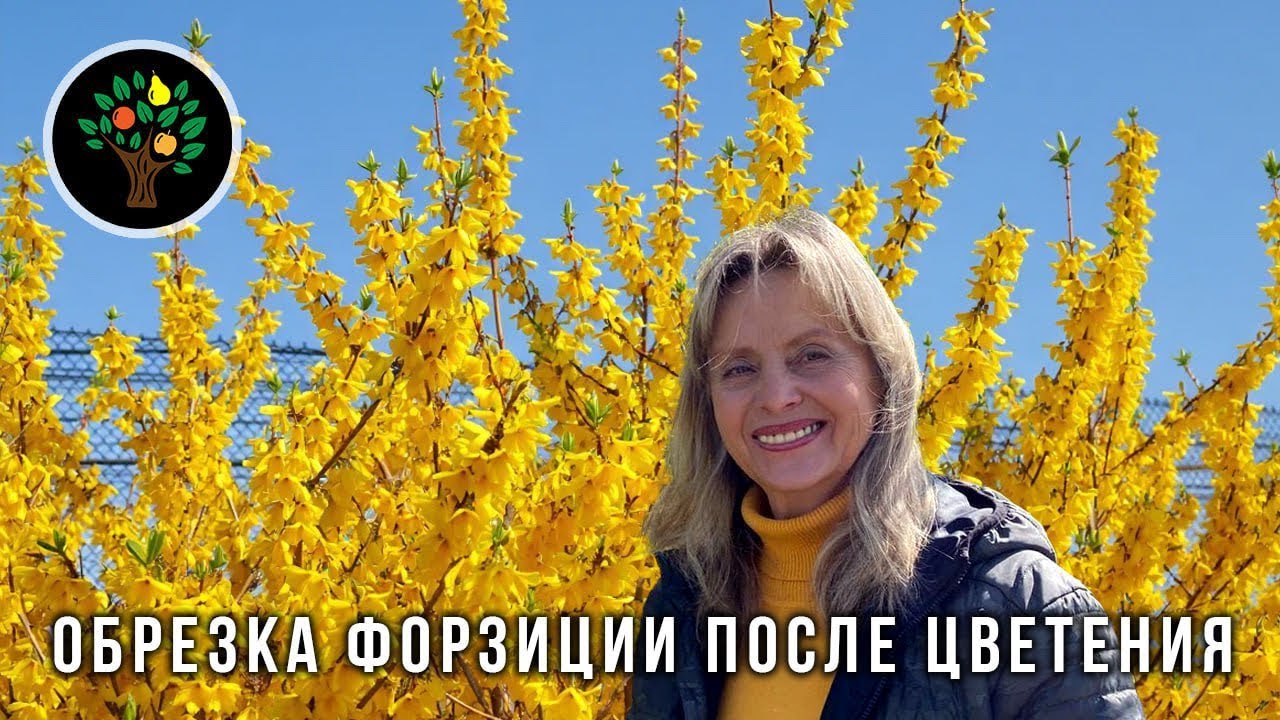 Как обрезать форзицию после цветения | Формировка куста для пышного цветения весной