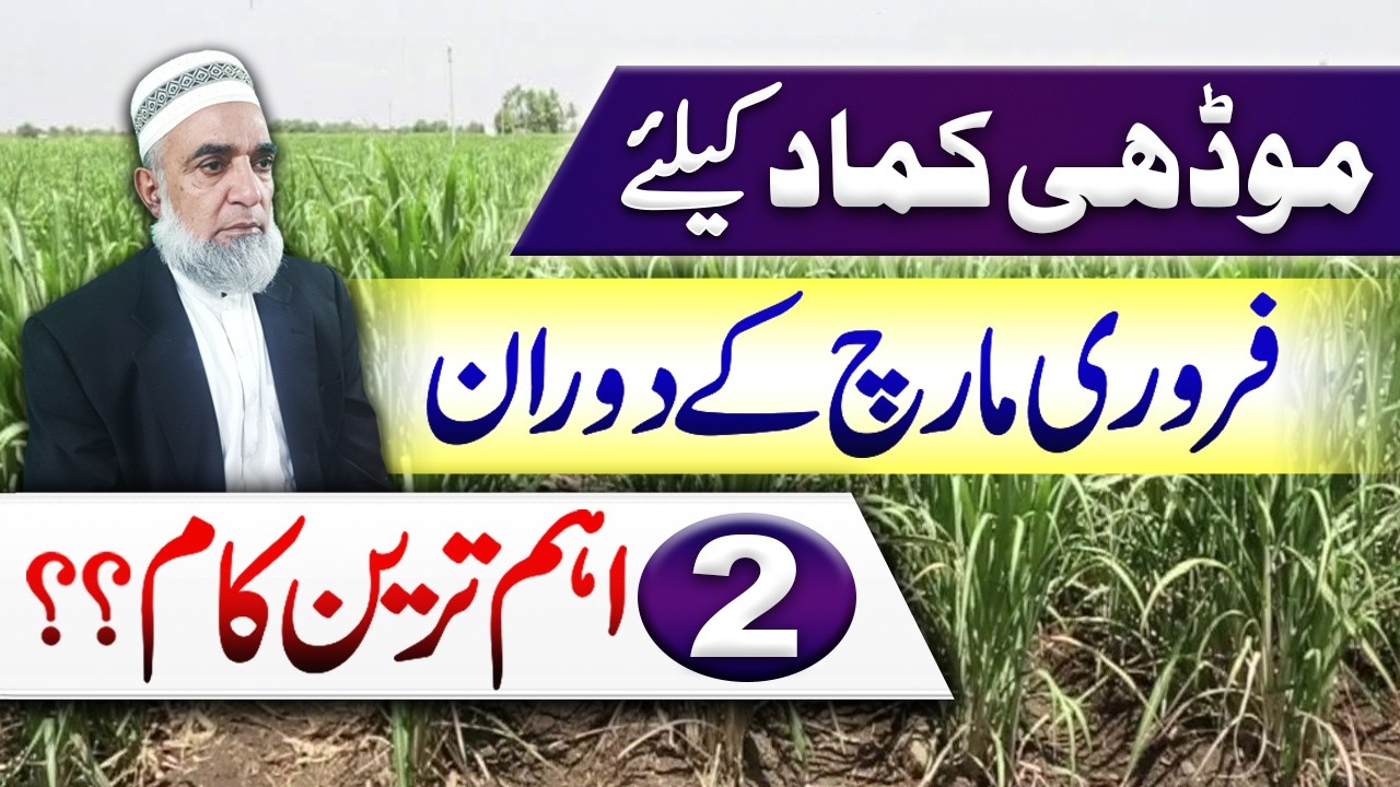 Two important tips for better production of Ratoon Sugarcane || Crop Reformer