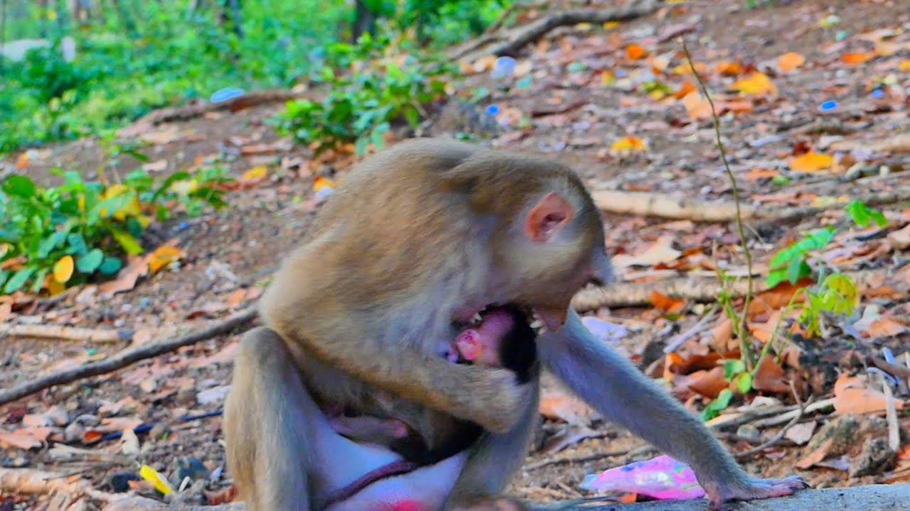Very Sick || SARIKA monkey can't unable to resist sucking her newborn baby because it looks really..