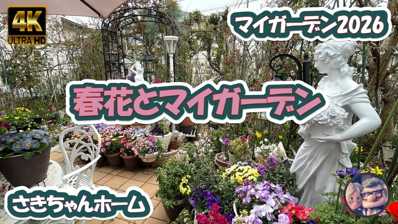 【4K】2026年3月16日 ‼️ラックスが咲いてきました。 #flowers #garden #癒し#薔薇は美しく散る #ばらの花 #gardening #rosegarden  #spring