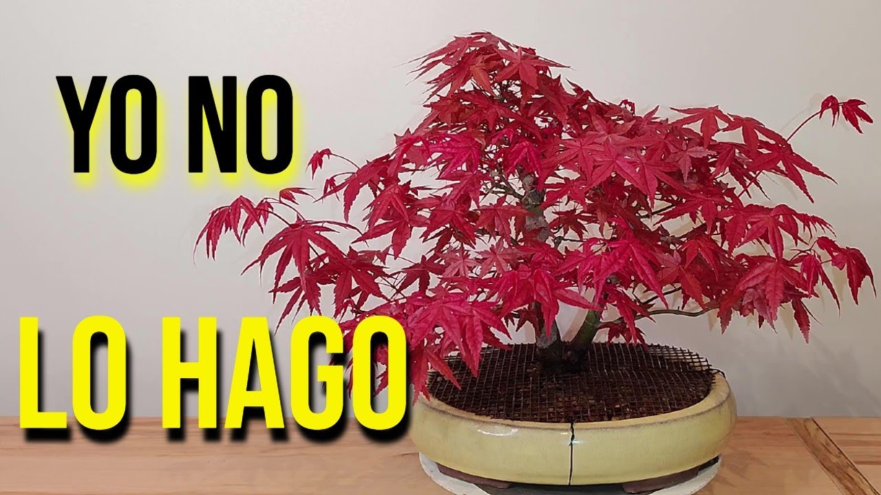 Cómo trabajo un Acer Palmatum Deshojo durante la Primavera - BONSAI