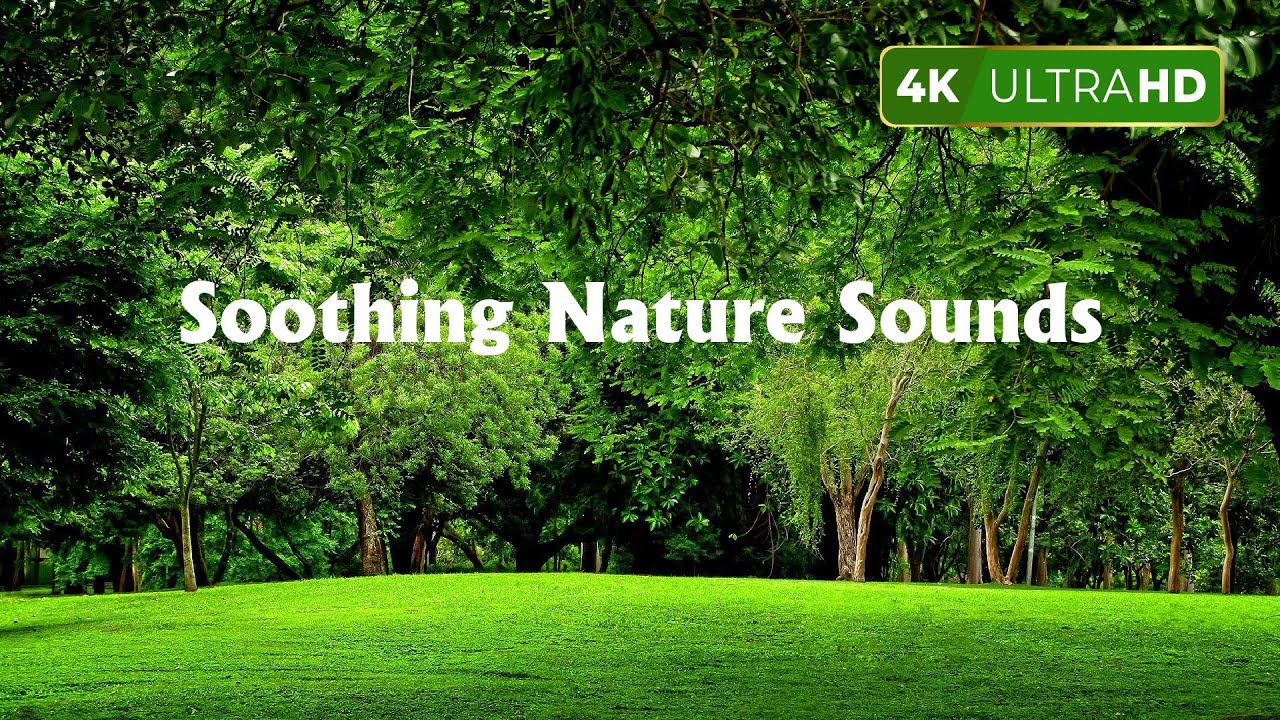 Soothing Nature Sounds, Birds Singing Without Music, 8 Hour Bird Sounds Relaxation, Birds Chirping