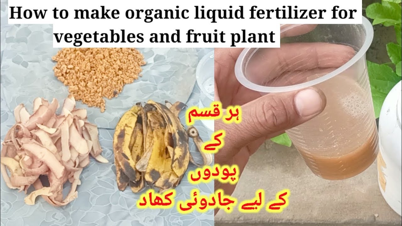Make Free Magic Liquid Fertilizer at Home from kitchen waste|| banana peel liquid fertilizer