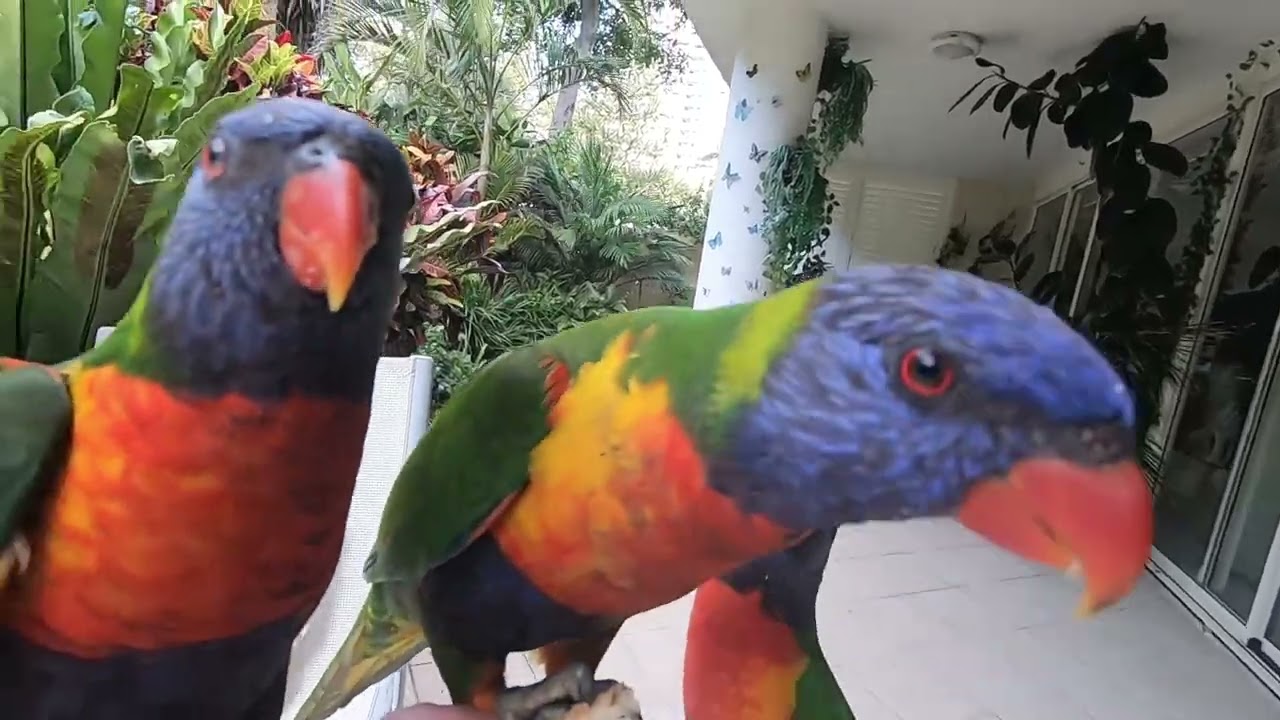 Rainbow Lorikeets our daily visitors