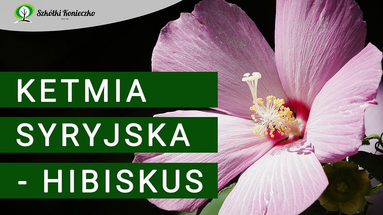 Ketmia Syryjska - HIBISKUS | Uprawa, Wymagania, Odmiany | Kwitnący Krzew do Ogrodu
