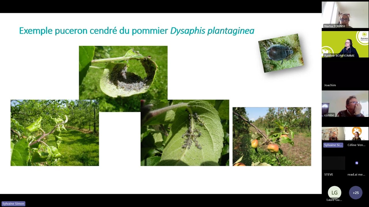 Webinaire Gestion agroécologique du puceron cendré et du carpocapse   au verger de Gotheron