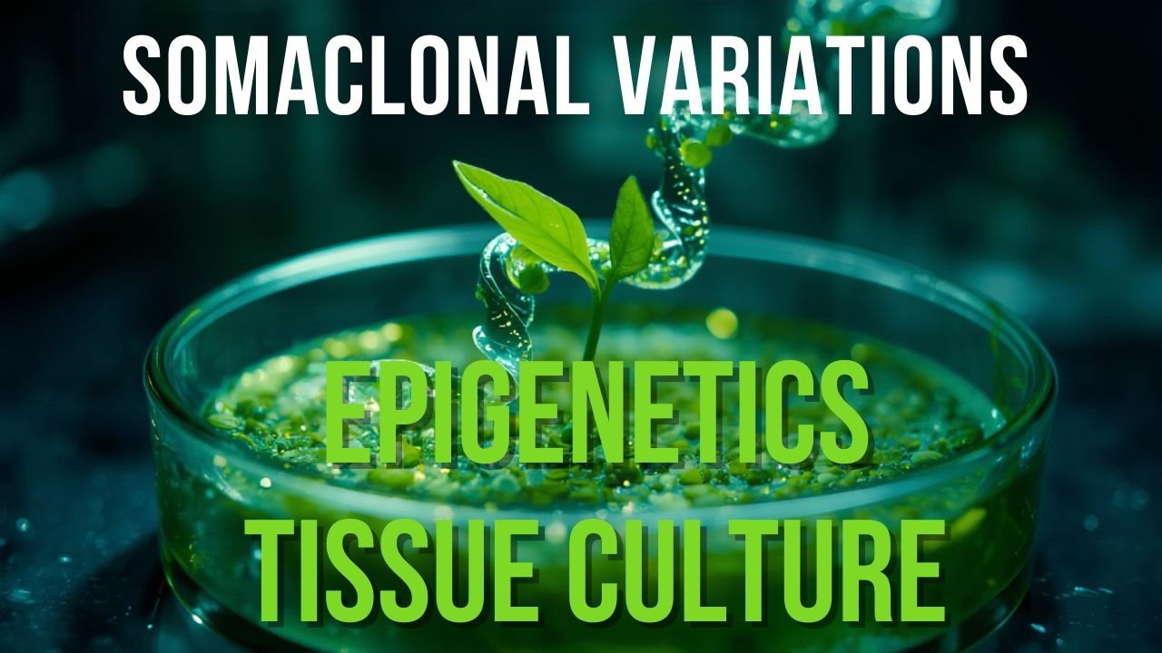 Somaclonal Variation & Epigenetics in Tissue Culture 🌱 | Hidden Genetic Changes Explained