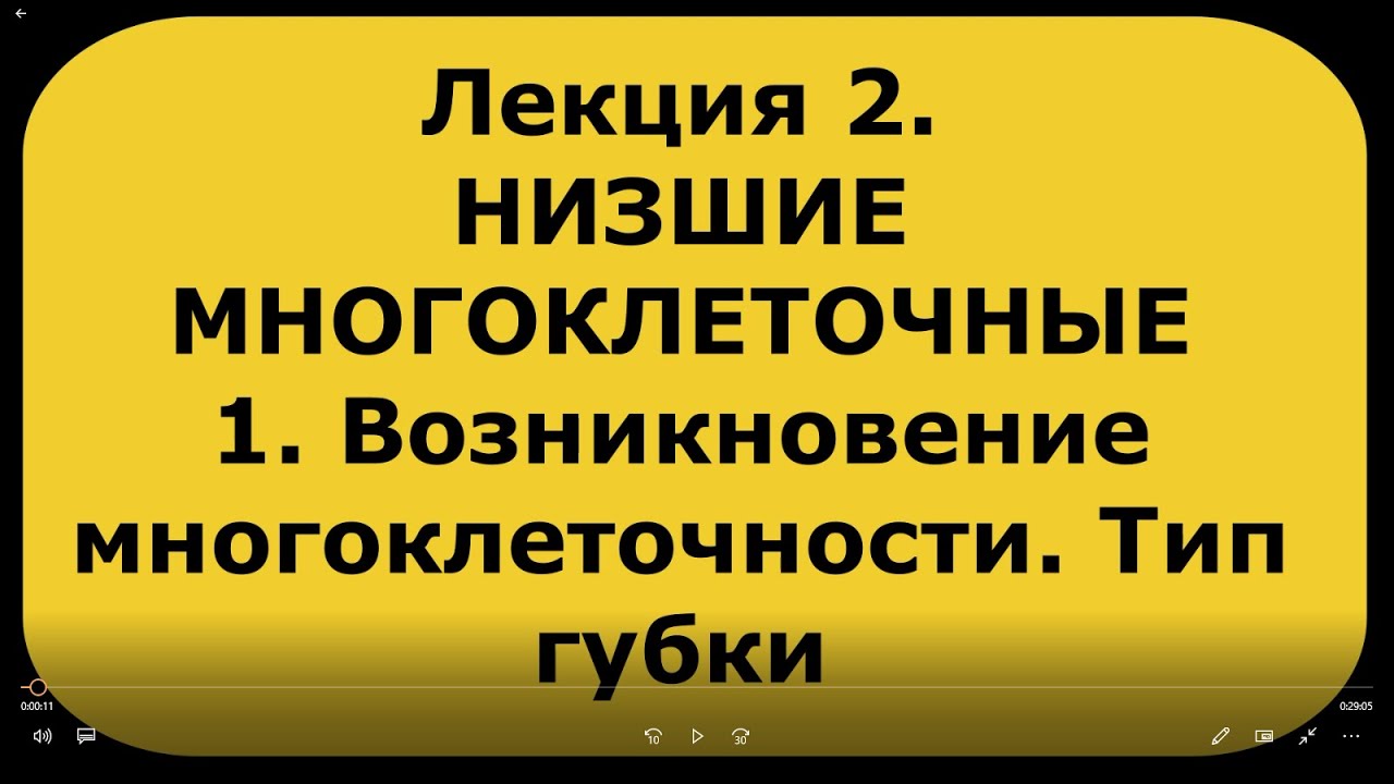 Зоология беспозвоночных. Лекция 2. ч. 1. Возникновение многоклеточности. Низшие животные