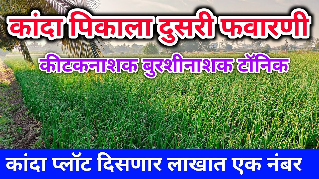 कांदा पिकाला दुसरी फवारणी | दवं धुकं शेंडे पिवळे करपा | kanda pikala dusri favarni | Milind bhor