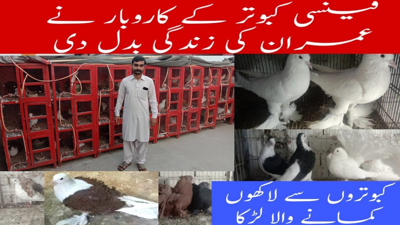 Imran Noor Fancy Pigeons Setup Faisalabad All Kind of Fancy Pigeons Information Profitable Business