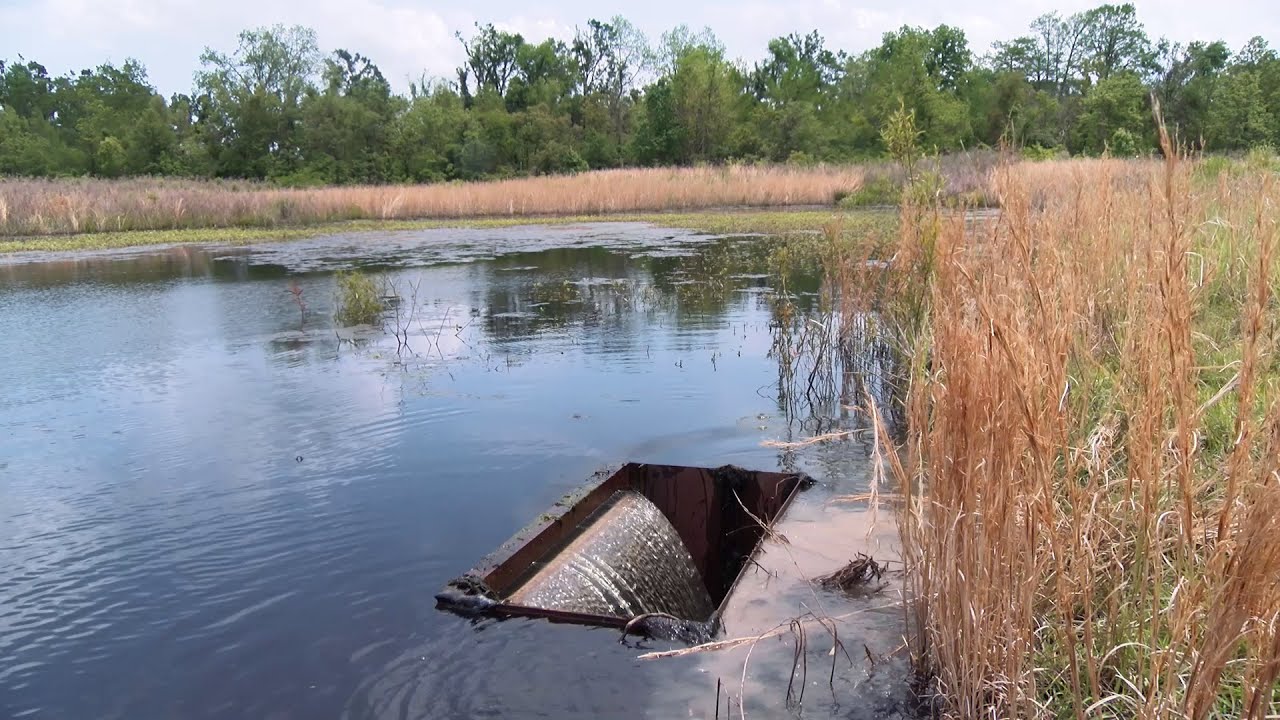 Wetlands Part 3 - Managing Moist Soil Impoundments